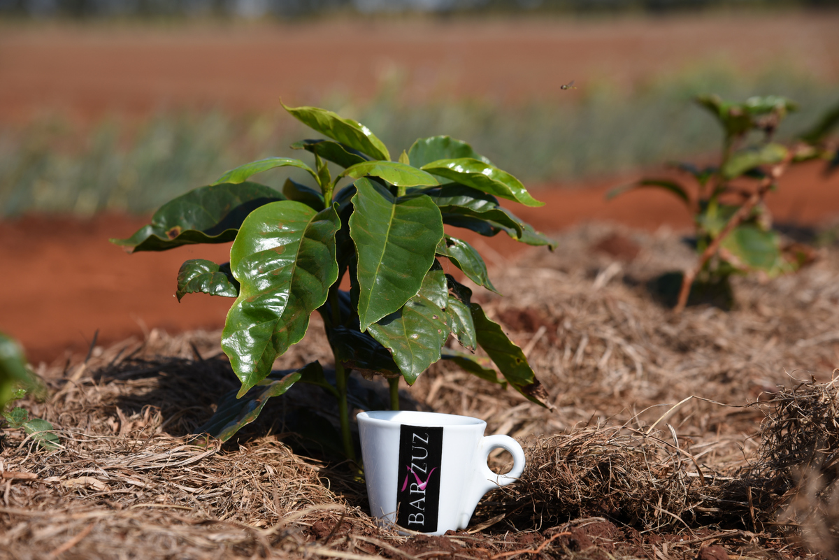 Coffea plant