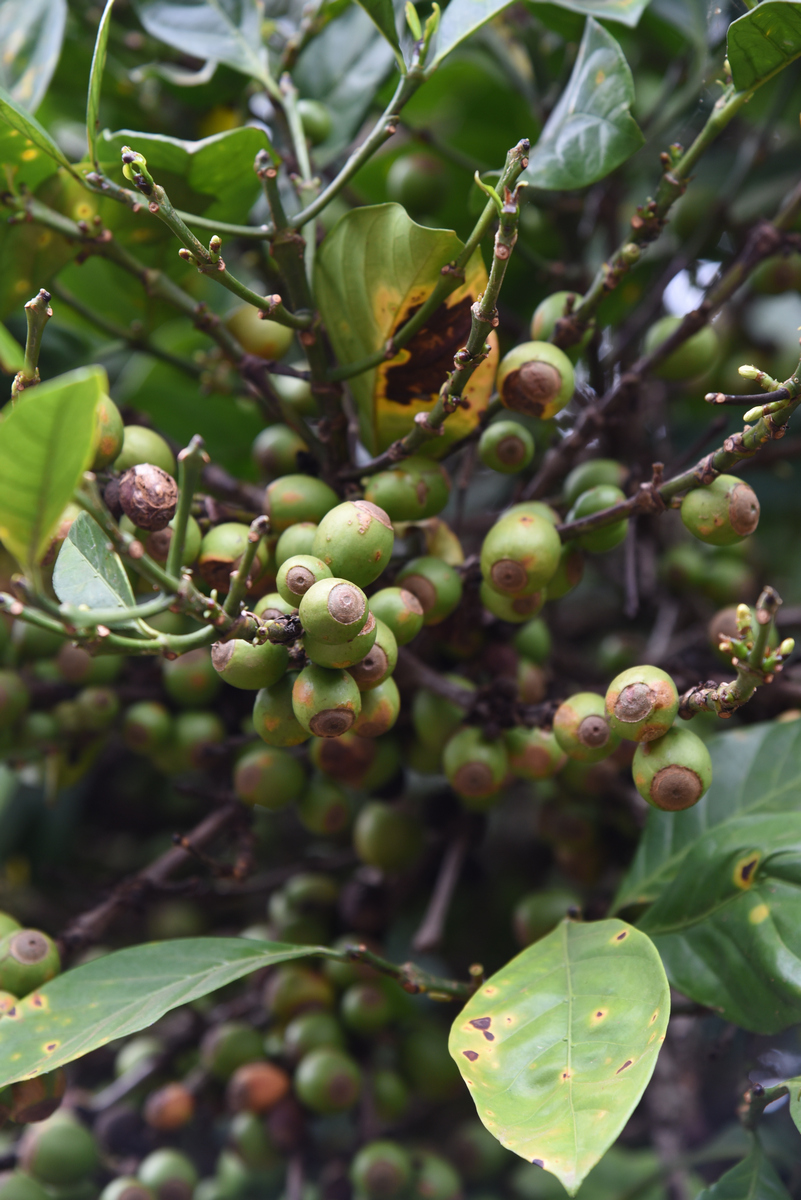 Coffea liberica