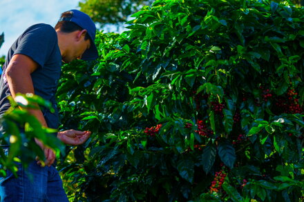 Cascara - Kostarika, Hacienda Sonora, 100 g
