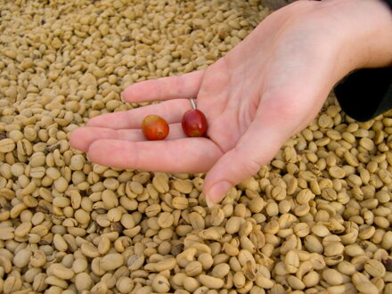 Cascara - Kostarika, Hacienda Sonora, 100 g