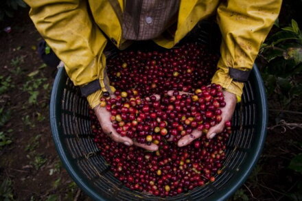 Cascara - Kostarika, Hacienda Sonora, 100 g