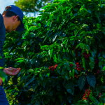 Cascara - Kostarika, Hacienda Sonora, 100 g Cascara - Kostarika, Hacienda Sonora, 100 g