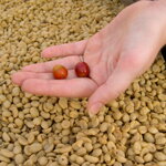 Cascara - Kostarika, Hacienda Sonora, 100 g Cascara - Kostarika, Hacienda Sonora, 100 g
