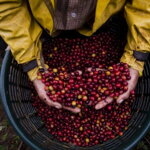 Cascara - Kostarika, Hacienda Sonora, 100 g Cascara - Kostarika, Hacienda Sonora, 100 g