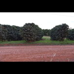 Brazília, pražená zrnková káva - Estate California, Scr. 16/18, pulped natural , 250 g
