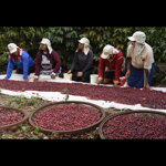 Brazília, pražená zrnková káva - Estate California, Scr. 16/18, pulped natural , 250 g
